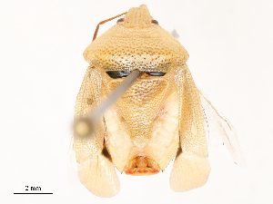  ( - CBG-B03408-E12)  @11 [ ] CreativeCommons - Attribution Share - Alike (2025) CBG Photography Group Centre for Biodiversity Genomics