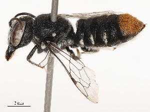  ( - CBG-B03408-F04)  @11 [ ] CreativeCommons - Attribution Share - Alike (2025) CBG Photography Group Centre for Biodiversity Genomics