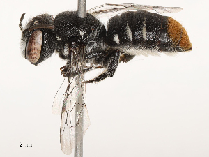  ( - CBG-B03408-F09)  @11 [ ] CreativeCommons - Attribution Share - Alike (2025) CBG Photography Group Centre for Biodiversity Genomics