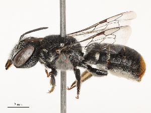  ( - CBG-B03419-C09)  @11 [ ] CreativeCommons - Attribution Share - Alike (2025) CBG Photography Group Centre for Biodiversity Genomics