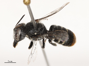  ( - CBG-B03419-C10)  @11 [ ] CreativeCommons - Attribution Share - Alike (2025) CBG Photography Group Centre for Biodiversity Genomics