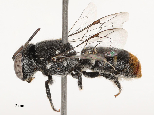  ( - CBG-B03419-C11)  @11 [ ] CreativeCommons - Attribution Share - Alike (2025) CBG Photography Group Centre for Biodiversity Genomics