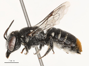  ( - CBG-B03419-G10)  @11 [ ] CreativeCommons - Attribution Share - Alike (2025) CBG Photography Group Centre for Biodiversity Genomics