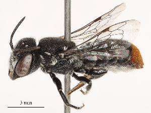  ( - CBG-B03419-G11)  @11 [ ] CreativeCommons - Attribution Share - Alike (2025) CBG Photography Group Centre for Biodiversity Genomics