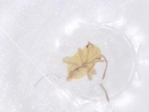  ( - CBG-B03565-C08)  @11 [ ] CreativeCommons - Attribution Share - Alike (2025) Centre for Biodiversity Genomics Centre for Biodiversity Genomics