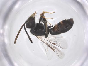  ( - CBG-B03567-H07)  @11 [ ] CreativeCommons - Attribution Share - Alike (2025) Centre for Biodiversity Genomics Centre for Biodiversity Genomics