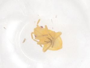  ( - CBG-B03626-A02)  @11 [ ] CreativeCommons - Attribution Share - Alike (2025) Centre for Biodiversity Genomics Centre for Biodiversity Genomics