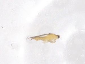  (Scirtothrips inermis - CBG-B04193-G04)  @11 [ ] CreativeCommons - Attribution Share - Alike (2025) Centre for Biodiversity Genomics Centre for Biodiversity Genomics