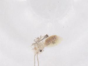  ( - CBG-B04196-C03)  @11 [ ] CreativeCommons - Attribution Share - Alike (2025) Centre for Biodiversity Genomics Centre for Biodiversity Genomics