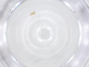  ( - CBG-B04216-D02)  @11 [ ] CreativeCommons - Attribution Share - Alike (2025) Centre for Biodiversity Genomics Centre for Biodiversity Genomics