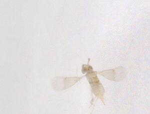  ( - CBG-B04286-C02)  @11 [ ] CreativeCommons - Attribution Share - Alike (2025) Centre for Biodiversity Genomics Centre for Biodiversity Genomics