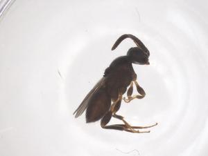  (Neuroscelionidae - CBG-B04309-H08)  @11 [ ] CreativeCommons - Attribution Share - Alike (2025) Centre for Biodiversity Genomics Centre for Biodiversity Genomics