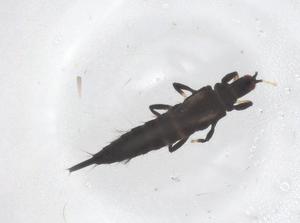  ( - CBG-B04310-G05)  @11 [ ] CreativeCommons - Attribution Share - Alike (2025) Centre for Biodiversity Genomics Centre for Biodiversity Genomics