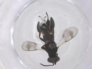  ( - CBG-B04345-A07)  @11 [ ] CreativeCommons - Attribution Share - Alike (2025) Centre for Biodiversity Genomics Centre for Biodiversity Genomics