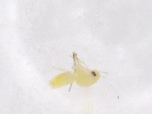  (Bemisia atriplex - CBG-B04347-E09)  @11 [ ] CreativeCommons - Attribution Share - Alike (2025) Centre for Biodiversity Genomics Centre for Biodiversity Genomics