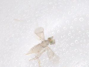  ( - CBG-B04347-F08)  @11 [ ] CreativeCommons - Attribution Share - Alike (2025) Centre for Biodiversity Genomics Centre for Biodiversity Genomics