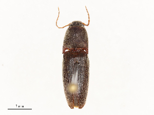 ( - CBG-B04356-E06)  @11 [ ] CreativeCommons - Attribution Share - Alike (2025) CBG Photography Group Centre for Biodiversity Genomics