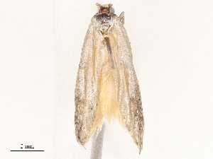  ( - CBG-B04361-D09)  @11 [ ] CreativeCommons - Attribution Share - Alike (2025) CBG Photography Group Centre for Biodiversity Genomics