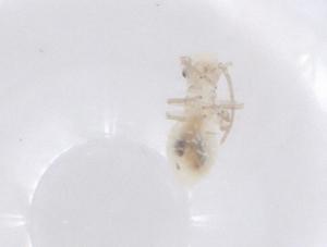  ( - CBG-B04591-B03)  @11 [ ] CreativeCommons - Attribution Share - Alike (2025) Centre for Biodiversity Genomics Centre for Biodiversity Genomics