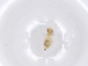  ( - CBG-B04591-C06)  @11 [ ] CreativeCommons - Attribution Share - Alike (2025) Centre for Biodiversity Genomics Centre for Biodiversity Genomics