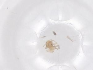  ( - CBG-B04593-D09)  @11 [ ] CreativeCommons - Attribution Share - Alike (2025) Centre for Biodiversity Genomics Centre for Biodiversity Genomics