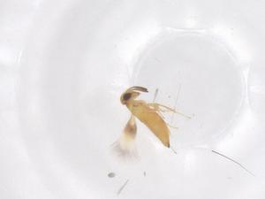  ( - CBG-B04670-E10)  @11 [ ] CreativeCommons - Attribution Share - Alike (2025) Centre for Biodiversity Genomics Centre for Biodiversity Genomics