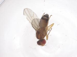  ( - CBG-B04677-E01)  @11 [ ] CreativeCommons - Attribution Share - Alike (2025) Centre for Biodiversity Genomics Centre for Biodiversity Genomics