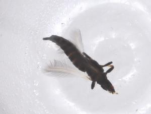  ( - CBG-B22011-E09)  @11 [ ] CreativeCommons - Attribution Share - Alike (2025) Centre for Biodiversity Genomics Centre for Biodiversity Genomics