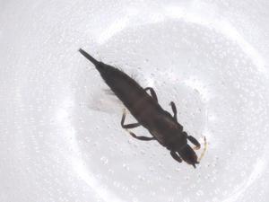  ( - CBG-B22011-F04)  @11 [ ] CreativeCommons - Attribution Share - Alike (2025) Centre for Biodiversity Genomics Centre for Biodiversity Genomics