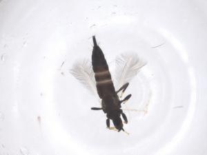  ( - CBG-B22011-H09)  @11 [ ] CreativeCommons - Attribution Share - Alike (2025) Centre for Biodiversity Genomics Centre for Biodiversity Genomics