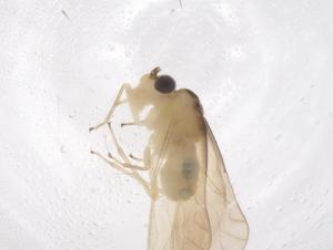  ( - CBG-B22056-F12)  @11 [ ] CreativeCommons - Attribution Share - Alike (2025) Centre for Biodiversity Genomics Centre for Biodiversity Genomics