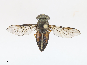  ( - CBG-A10780-G04)  @11 [ ] CreativeCommons - Attribution Share - Alike (2023) CBG Photography Group Centre for Biodiversity Genomics