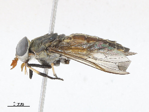  (Tabanus trivittatus - CBG-A13209-G04)  @11 [ ] CreativeCommons - Attribution Share - Alike (2023) CBG Photography Group Centre for Biodiversity Genomics