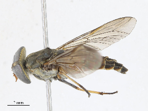  ( - CBG-A13211-B04)  @11 [ ] CreativeCommons - Attribution Share - Alike (2023) CBG Photography Group Centre for Biodiversity Genomics