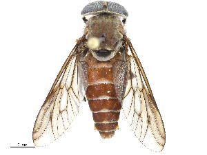 (Tabanus antarcticus - CBG-A13211-C01)  @11 [ ] CreativeCommons - Attribution Share - Alike (2023) CBG Photography Group Centre for Biodiversity Genomics