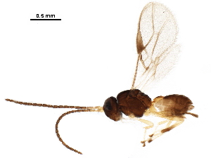  ( - BIOUG10112-A06)  @13 [ ] CreativeCommons - Attribution (2017) CBG Photography Group Centre for Biodiversity Genomics