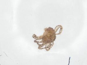  ( - CBG-A22697-C07)  @11 [ ] CreativeCommons - Attribution Share - Alike (2023) Centre for Biodiversity Genomics Centre for Biodiversity Genomics