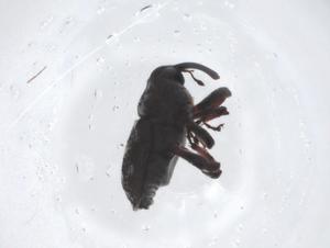  ( - CBG-A22713-F08)  @11 [ ] CreativeCommons - Attribution Share - Alike (2023) Centre for Biodiversity Genomics Centre for Biodiversity Genomics