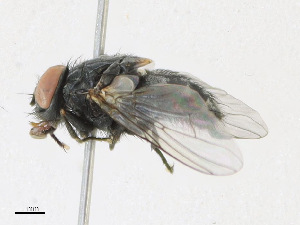  ( - CBG-A23394-B11)  @11 [ ] CreativeCommons - Attribution Share - Alike (2023) CBG Photography Group Centre for Biodiversity Genomics