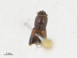  ( - CBG-A23397-D06)  @11 [ ] CreativeCommons - Attribution Share - Alike (2023) CBG Photography Group Centre for Biodiversity Genomics