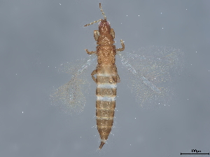  (Haplothrips aculeatus - BIOUG37735-H09)  @11 [ ] CreativeCommons - Attribution (2022) CBG Photography Group Centre for Biodiversity Genomics