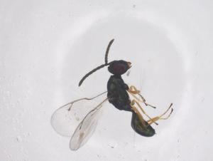  ( - CBG-B00039-E09)  @11 [ ] CreativeCommons - Attribution Share - Alike (2025) Centre for Biodiversity Genomics Centre for Biodiversity Genomics