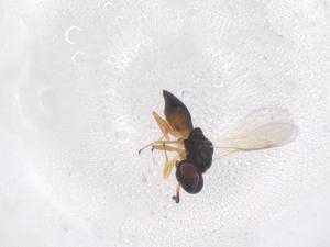  ( - CBG-B00040-E03)  @11 [ ] CreativeCommons - Attribution Share - Alike (2025) Centre for Biodiversity Genomics Centre for Biodiversity Genomics