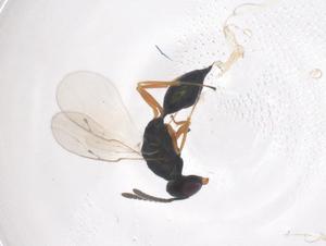  ( - CBG-B00040-H10)  @11 [ ] CreativeCommons - Attribution Share - Alike (2025) Centre for Biodiversity Genomics Centre for Biodiversity Genomics