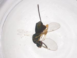  ( - CBG-B00042-H07)  @11 [ ] CreativeCommons - Attribution Share - Alike (2025) Centre for Biodiversity Genomics Centre for Biodiversity Genomics