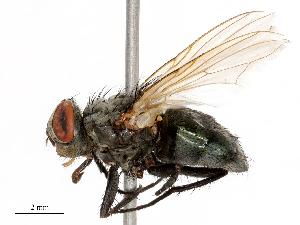  ( - CBG-B00076-F01)  @11 [ ] CreativeCommons - Attribution Share - Alike (2025) CBG Photography Group Centre for Biodiversity Genomics