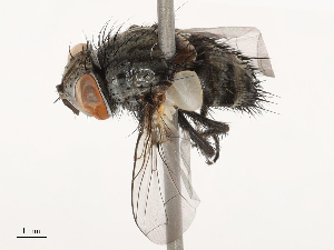  ( - CBG-B00082-F10)  @11 [ ] CreativeCommons - Attribution Share - Alike (2025) CBG Photography Group Centre for Biodiversity Genomics