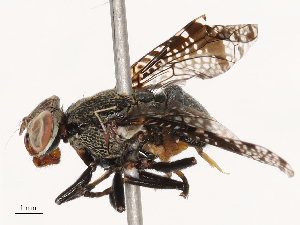  (Platystoma mandschuricum - CBG-B00082-H04)  @11 [ ] CreativeCommons - Attribution Share - Alike (2025) CBG Photography Group Centre for Biodiversity Genomics