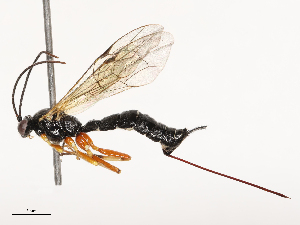  (Acropimpla persimilis - CBG-B00089-C06)  @11 [ ] CreativeCommons - Attribution Share - Alike (2025) CBG Photography Group Centre for Biodiversity Genomics