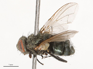  ( - CBG-B00089-D01)  @11 [ ] CreativeCommons - Attribution Share - Alike (2025) CBG Photography Group Centre for Biodiversity Genomics